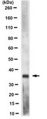 Anti-RagA/B Antibody, clone 1H7.1 clone 1H7.1, from mouse