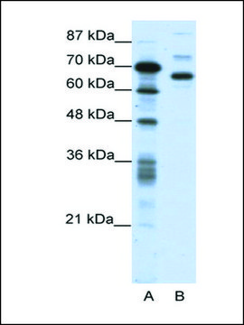 Anti-CTCFL antibody produced in rabbit affinity isolated antibody