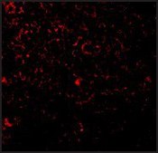 Anti-TLR1 (ab1) antibody produced in rabbit affinity isolated antibody, buffered aqueous solution