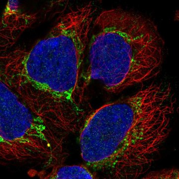 Anti-AARS2 antibody produced in rabbit Prestige Antibodies&#174; Powered by Atlas Antibodies, affinity isolated antibody