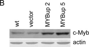 Anti-Actin (20-33) antibody produced in rabbit IgG fraction of antiserum, buffered aqueous solution