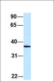 Anti-MAFB antibody produced in rabbit affinity isolated antibody