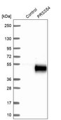 Anti-PRSS54 antibody produced in rabbit Prestige Antibodies&#174; Powered by Atlas Antibodies, affinity isolated antibody, buffered aqueous glycerol solution