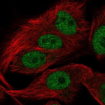 Anti-FAM81A antibody produced in rabbit Prestige Antibodies&#174; Powered by Atlas Antibodies, affinity isolated antibody