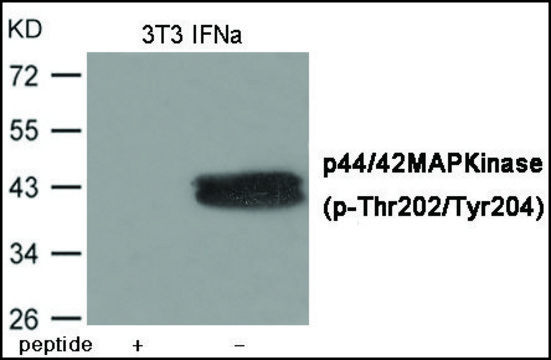 Anti-phospho-ERK1/2 (pThr202/Tyr204) antibody produced in rabbit affinity isolated antibody