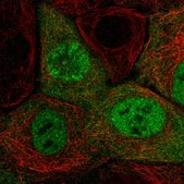 Anti-CCNA2 antibody produced in rabbit Prestige Antibodies&#174; Powered by Atlas Antibodies, affinity isolated antibody, buffered aqueous glycerol solution