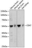 Anti- CD47 antibody produced in rabbit