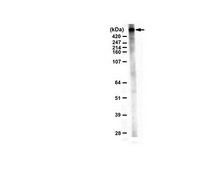 Anticorps anti-MLL-3 from rabbit