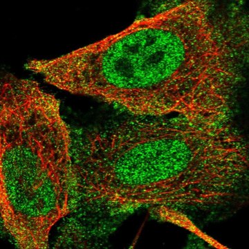 Anti-GLI1 antibody produced in rabbit Prestige Antibodies&#174; Powered by Atlas Antibodies, affinity isolated antibody