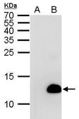 Monoclonal Anti-6X His tag antibody produced in mouse clone GT359, affinity isolated antibody