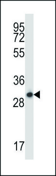 ANTI-STX17 (N-TERM) antibody produced in rabbit IgG fraction of antiserum, buffered aqueous solution