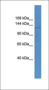 Anti-ABCC12 antibody produced in rabbit affinity isolated antibody