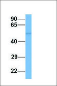 Anti-PPARA, (N-terminal) antibody produced in rabbit affinity isolated antibody