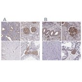 Anti-MYH9 Prestige Antibodies&#174; Powered by Atlas Antibodies, affinity isolated antibody