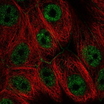 Anti-PI4KA antibody produced in rabbit Prestige Antibodies&#174; Powered by Atlas Antibodies, affinity isolated antibody