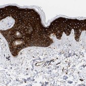 Anti-AHNAK2 antibody produced in rabbit Prestige Antibodies&#174; Powered by Atlas Antibodies, affinity isolated antibody, buffered aqueous glycerol solution