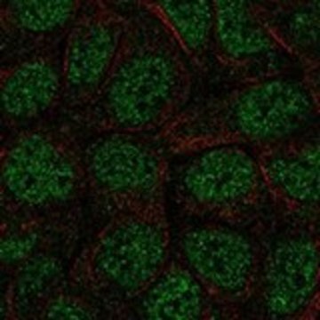 Anti-ZBTB1 antibody produced in rabbit Prestige Antibodies&#174; Powered by Atlas Antibodies, affinity isolated antibody, buffered aqueous glycerol solution