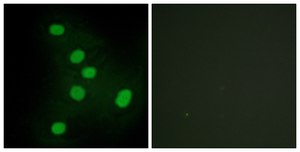 Anti-NR2F6 antibody produced in rabbit affinity isolated antibody