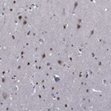 Anti-ETV5 antibody produced in rabbit Prestige Antibodies&#174; Powered by Atlas Antibodies, affinity isolated antibody, buffered aqueous glycerol solution