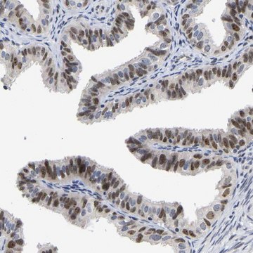 Anti-NLE1 antibody produced in rabbit Prestige Antibodies&#174; Powered by Atlas Antibodies, affinity isolated antibody, buffered aqueous glycerol solution