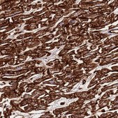 Anti-CAV2 antibody produced in rabbit Prestige Antibodies&#174; Powered by Atlas Antibodies, affinity isolated antibody, buffered aqueous glycerol solution