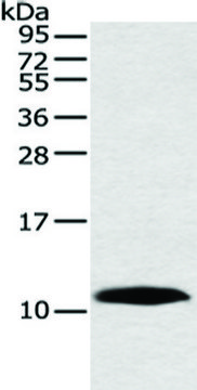 Anti-HMGN3 affinity isolated antibody