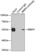 Anti-RBBP4 antibody produced in rabbit