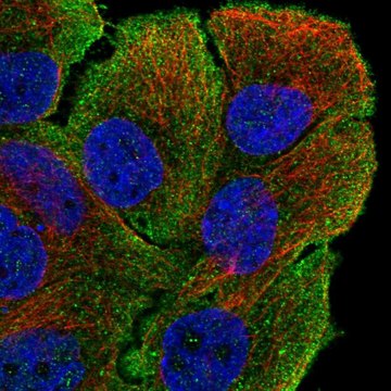 Anti-MYO5B antibody produced in rabbit Prestige Antibodies&#174; Powered by Atlas Antibodies, affinity isolated antibody