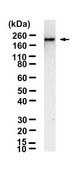 Anti-Neurexin-1 Antibody, clone 1J12 ZooMAb&#174; Rabbit Monoclonal recombinant, expressed in HEK 293 cells