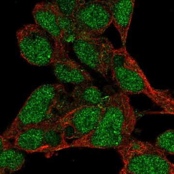 Anti-PRDM16 antibody produced in rabbit Prestige Antibodies&#174; Powered by Atlas Antibodies, affinity isolated antibody