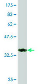 ANTI-GUCY2C antibody produced in mouse clone 1E1, purified immunoglobulin, buffered aqueous solution