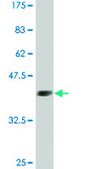 Monoclonal Anti-GATA2 antibody produced in mouse clone 2F12, ascites fluid, solution