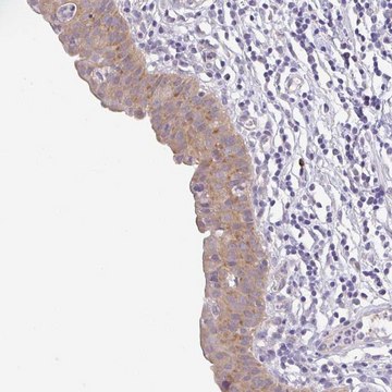 Anti-BCL2L1 antibody produced in rabbit Prestige Antibodies&#174; Powered by Atlas Antibodies, affinity isolated antibody, buffered aqueous glycerol solution