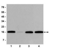 Anti-phospho-Histone H3 (Ser10) Antibody, clone 3H10 clone 3H10, Upstate&#174;, from mouse