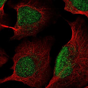 Anti-KDM5B antibody produced in rabbit Prestige Antibodies&#174; Powered by Atlas Antibodies, affinity isolated antibody