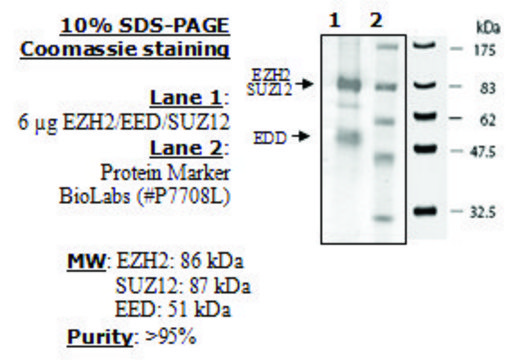 EZH2 / EED / SUZ12 human recombinant, expressed in baculovirus infected insect cells, &#8805;90% (SDS-PAGE)