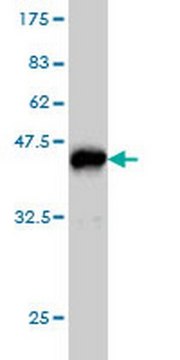 Anti-PAFAH1B1 Mouse mAb (2C12) liquid, clone 2C12, Calbiochem&#174;