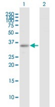 Anti-ARHGEF3 antibody produced in mouse purified immunoglobulin, buffered aqueous solution