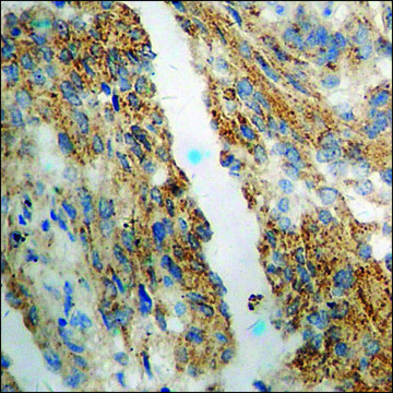 Anti-phospho-eNOS (pSer1176) antibody produced in rabbit affinity isolated antibody