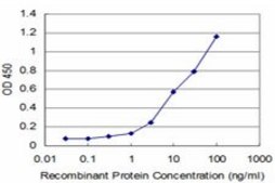 ANTI-EGR1 antibody produced in mouse clone 6A10, purified immunoglobulin, buffered aqueous solution