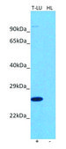 Anti-VGLL4 antibody produced in rabbit affinity isolated antibody