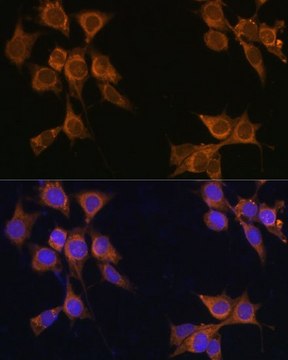 Anti- CD133 antibody produced in rabbit