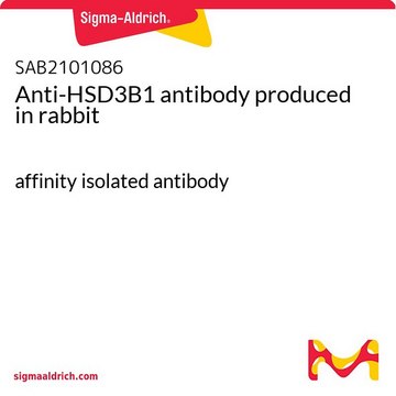 Anti-HSD3B1 antibody produced in rabbit affinity isolated antibody