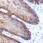 Anti-GM130 antibody produced in rabbit