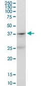 Anti-PTAFR antibody produced in mouse purified immunoglobulin
