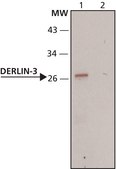 Anti-Derlin-3 antibody produced in rabbit ~1&#160;mg/mL, affinity isolated antibody, buffered aqueous solution