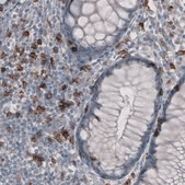 Monoclonal Anti-CD8A antibody produced in mouse Prestige Antibodies&#174; Powered by Atlas Antibodies, clone CL1529, purified immunoglobulin, buffered aqueous glycerol solution