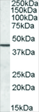 Anti-SEPT2 antibody produced in goat affinity isolated antibody, buffered aqueous solution