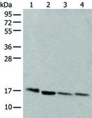 Anti-UBE2D3 affinity isolated antibody