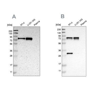 Anti-MTDH antibody produced in rabbit Ab1, Prestige Antibodies&#174; Powered by Atlas Antibodies, affinity isolated antibody, buffered aqueous glycerol solution